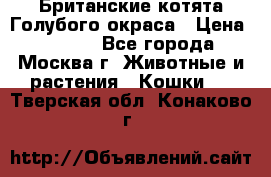 Британские котята Голубого окраса › Цена ­ 8 000 - Все города, Москва г. Животные и растения » Кошки   . Тверская обл.,Конаково г.